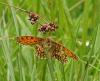 Melitaea parthenoides